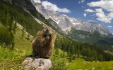 Mini roadtrip v Alpách se svišti a solí