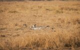 2 dny safari Tsavo East + Neptune Beach