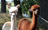 Lamatrekking - Podzimní zážitek na Resortu Stein Lamatrekking - Podzimní zážitek na Resortu Stein