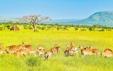 3 Dny Na Safari Serengeti S Relaxem Na Zanzibaru 3 Dny Na Safari Serengeti S Relaxem Na Zanzibaru