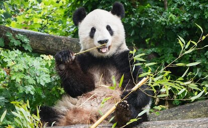 ZOO Vídeň