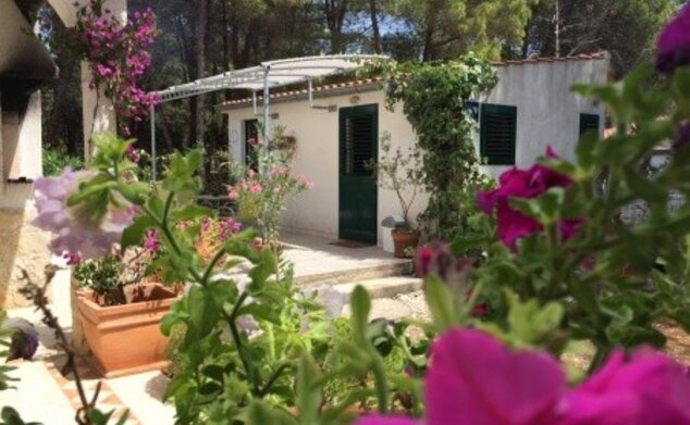 Studio Arabela, Veli Rat