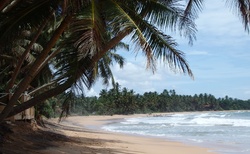 pláž palmy Indický oceán