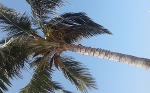 Kovová palma