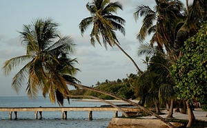 palmy na pláži