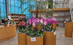 Orchideová farma Ocean Orchids Dobrovník