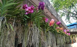 nádherné orchideje různých odstínů