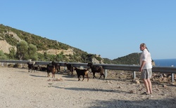 Thassos cesta západní - kozy na Cape Kefalas