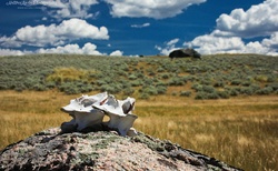 Zákony přírody jsou v Yellowstone NP nechávány bez zásahu člověka