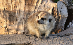 Malkia Park Orechová Potoň