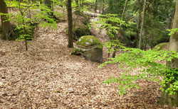 Hruboskalsko - Arboretum