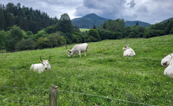 Ružomberok - Salaš Krajinka