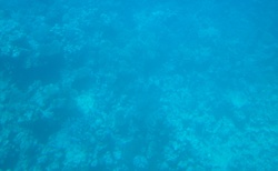 podmořský svět focený přes sklo v ponorce