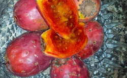 Jedlé plody kaktusu z rodu opuncií - jsou pichlavé ale slaďoučké uvnitř