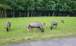 Offroad safari Dvůr Králkové