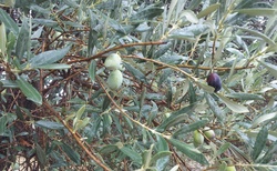 Gortyna - olivový háj