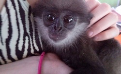 Opičí miminko