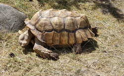 ZOO kontakt Liptovský Mikuláš