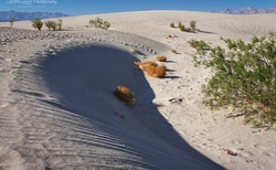 písečné duny v Death Valley NP