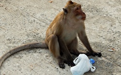 Opice jsou vidět dost často - pozor, kradou, škrábou