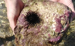 Mořský ježek v moři