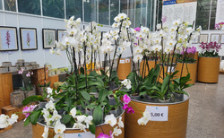 Orchideová farma Ocean Orchids Dobrovník