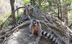 NP Isalo - camping - opět Lemur Kata