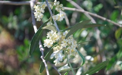 Takhle kvetou olivy. A jak voní!!!