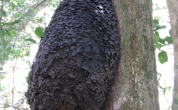 Národní park Mantadia - termitiště