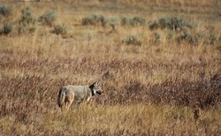 Kojoti jsou běžní obyvatelé yellowstonských prérií