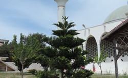 Dipkarpaz - Mosque