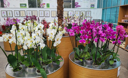 Orchideová farma Ocean Orchids Dobrovník