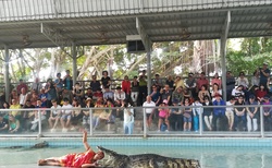 krokodýlí show