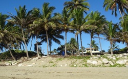 palmy na pobřeží