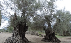 Gortyna - olivovníky
