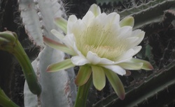 kaktusový květ
