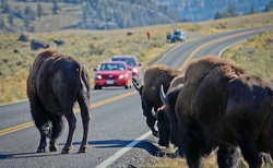 Bizoni v Yellowstone NP
