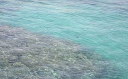 korály v moři