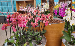 Orchideová farma Ocean Orchids Dobrovník