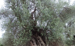 Gortyna - olivový háj