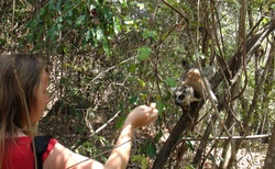 NP Isalo - s lemury