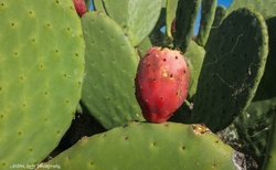 Kaktusy opuncie rostou na Tenerife hojně