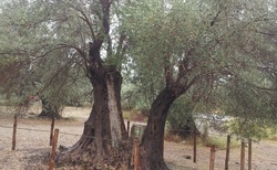 Gortyna - nejstarší olivovník