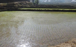 Okolí Antsirabe - rýžová políčka