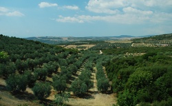 Vnitrozemí a olivy