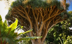 Dračí strom - symbol Tenerife