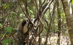 NP Isalo - Lemur kata