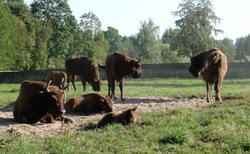 Puszcza Borecka - Zagroda Zubrow w Wolisku