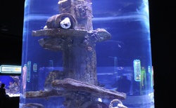 Antalya - Aquarium