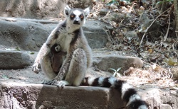 NP Isalo - camping - opět Lemur Kata - samička s mláďátkem